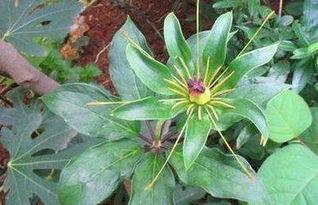 重楼娱乐吃瓜,揭秘娱乐圈最新“吃瓜”事件